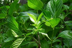 P1060348