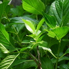 P1060348