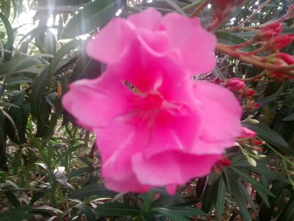 ピンクの花_4