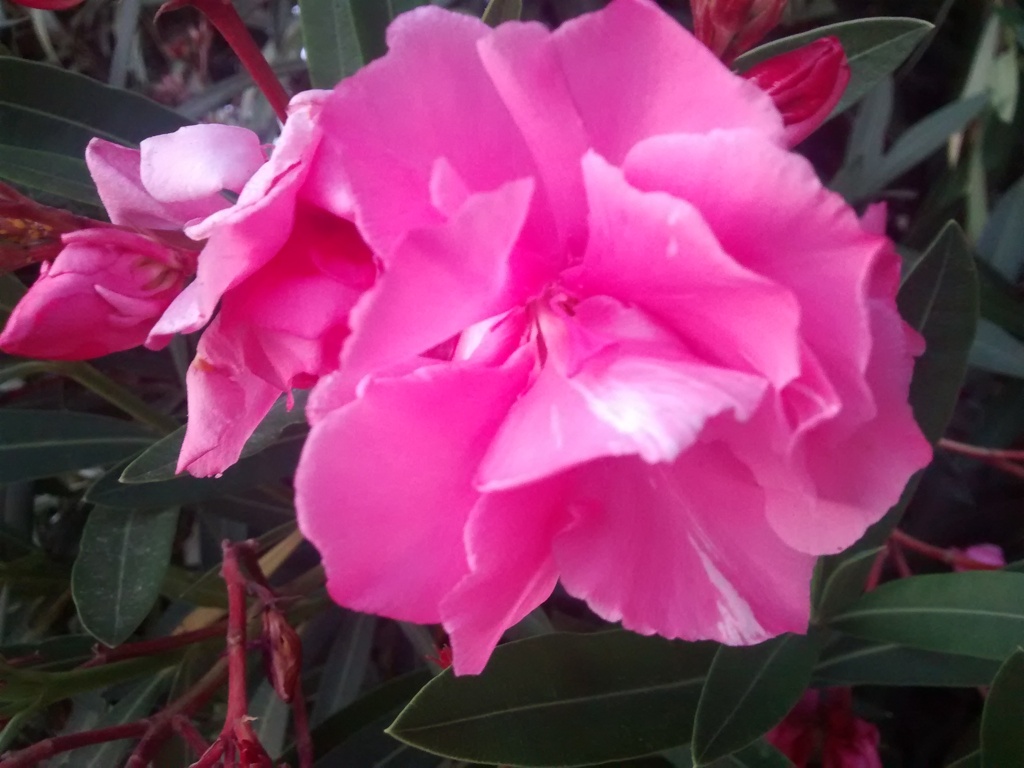 ピンクの花_2