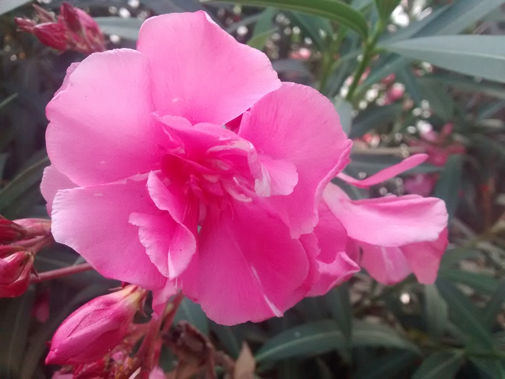 ピンクの花_1