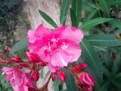 ピンクの花_3