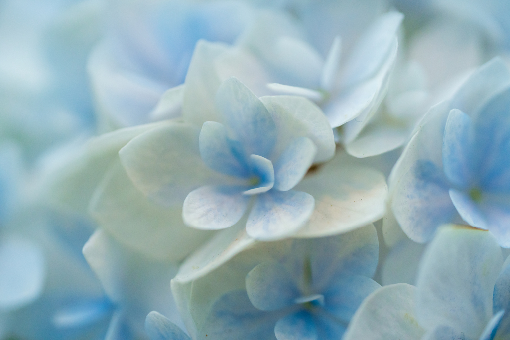 早い紫陽花