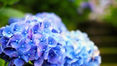 紫陽花色のしずく