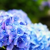 紫陽花色のしずく