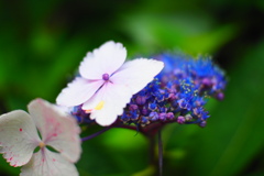 静寂に咲く星の花