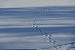 「青い影と足跡」