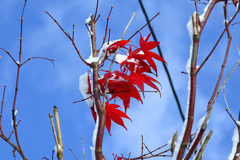 「秋の忘れ物」