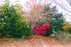 「フィナーレ」