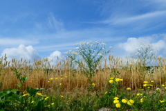 「麦と空と雲と野の花」