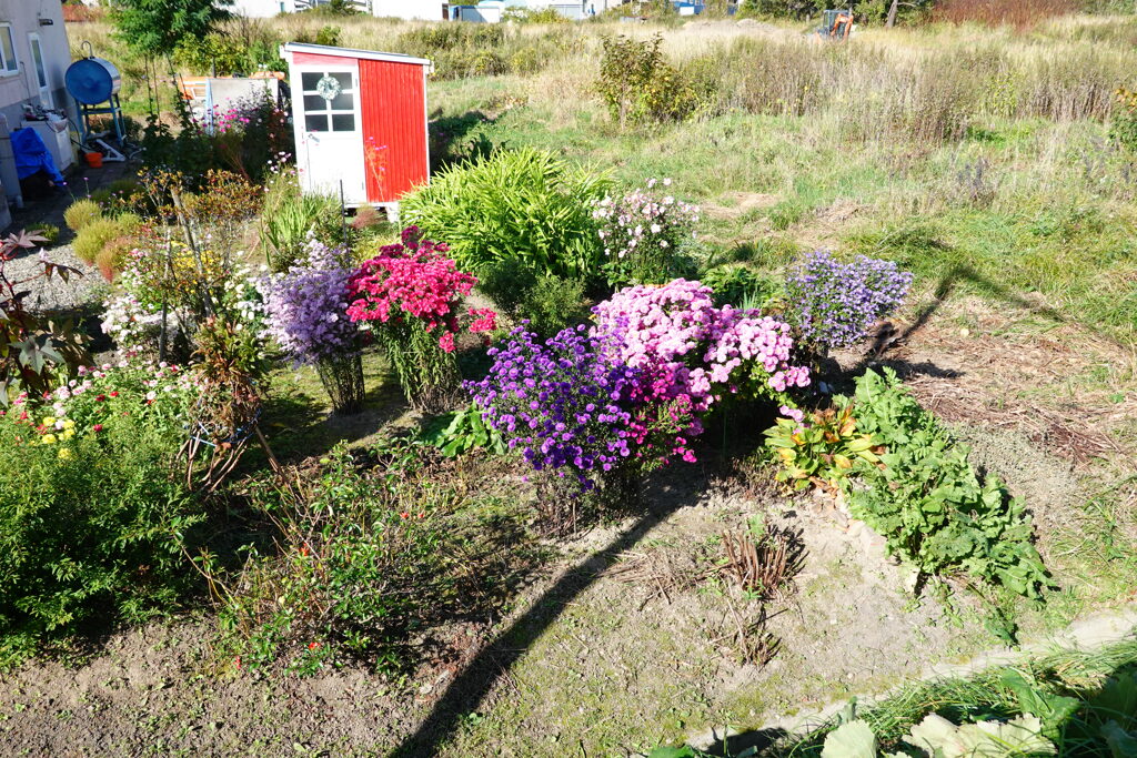 「秋の花園」