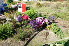 「秋の花園」