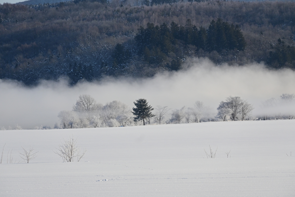 「川霧と冬木立」