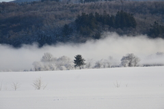 「川霧と冬木立」