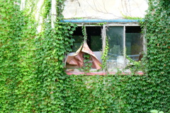 「廃屋の夏」