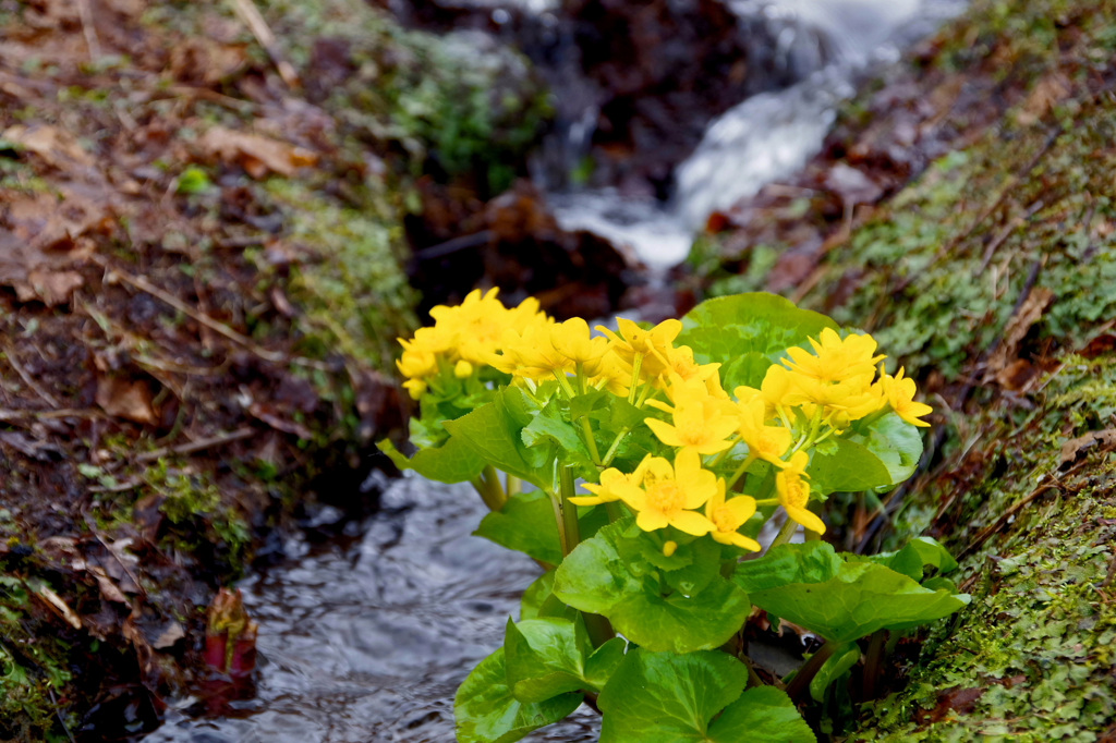 エゾノリュウキンカ