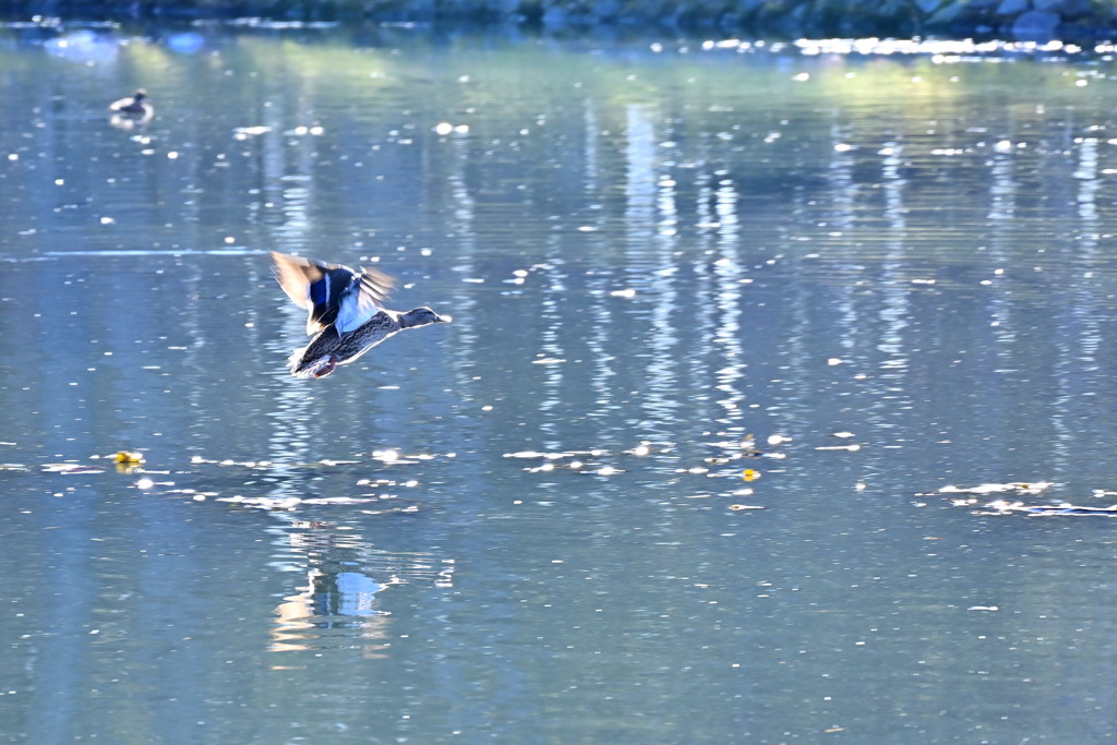 「アラヨット」