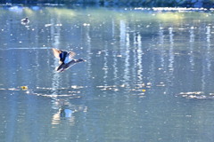 「アラヨット」