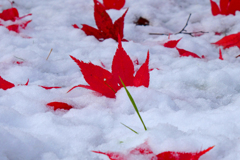「雪の上の秋」