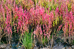 「サンゴ草2」