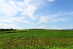 「viva country」