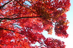 「紅色」