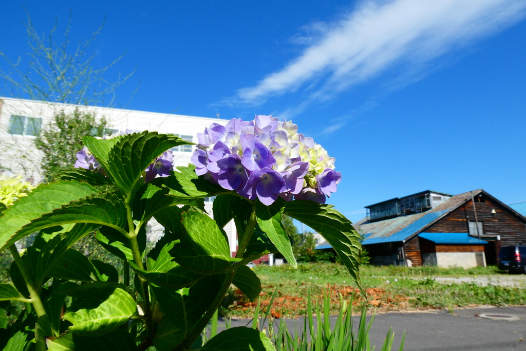 「紫陽花と青空と雲」