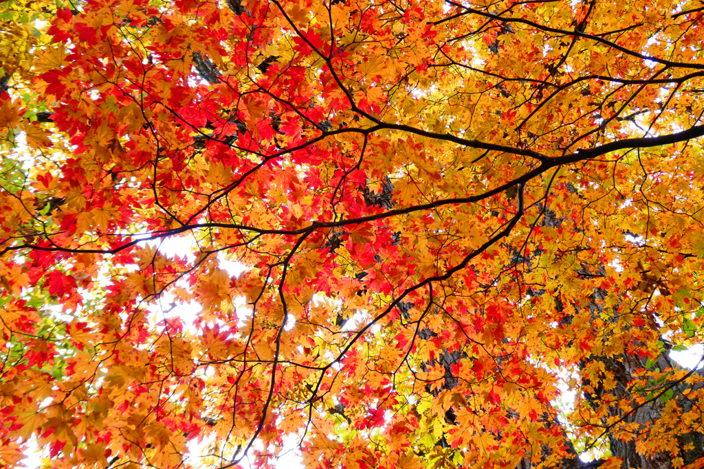 「カエデの紅葉」