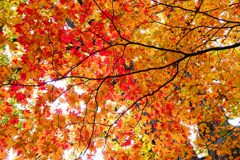 「カエデの紅葉」