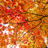 「カエデの紅葉」