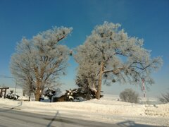 「凍てつくご神木」