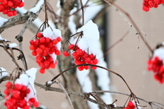 「雪と赤い実」