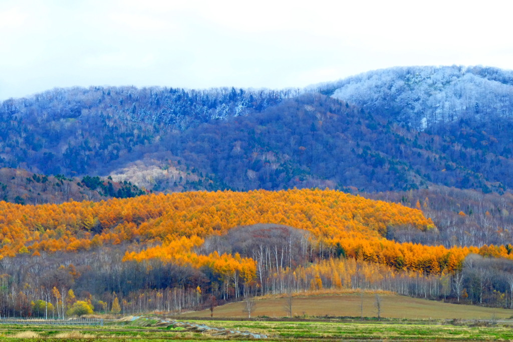 「カラマツ黄葉」