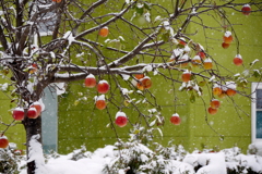 「雪リンゴ」