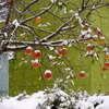 「雪リンゴ」