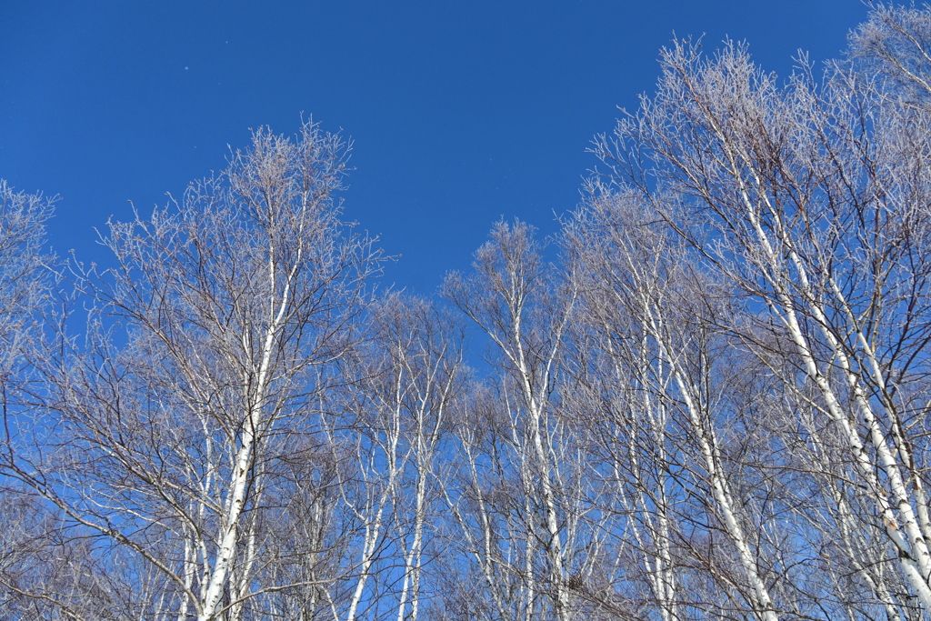 「白樺～青空～、ま～だ寒い～(笑)」