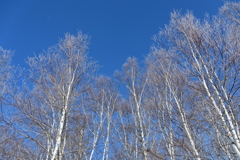 「白樺～青空～、ま～だ寒い～(笑)」