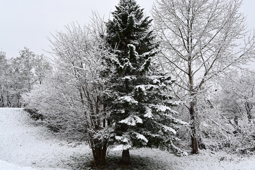 「モノクロ？いいえカラーです」