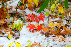 「晩秋あるいは初冬」