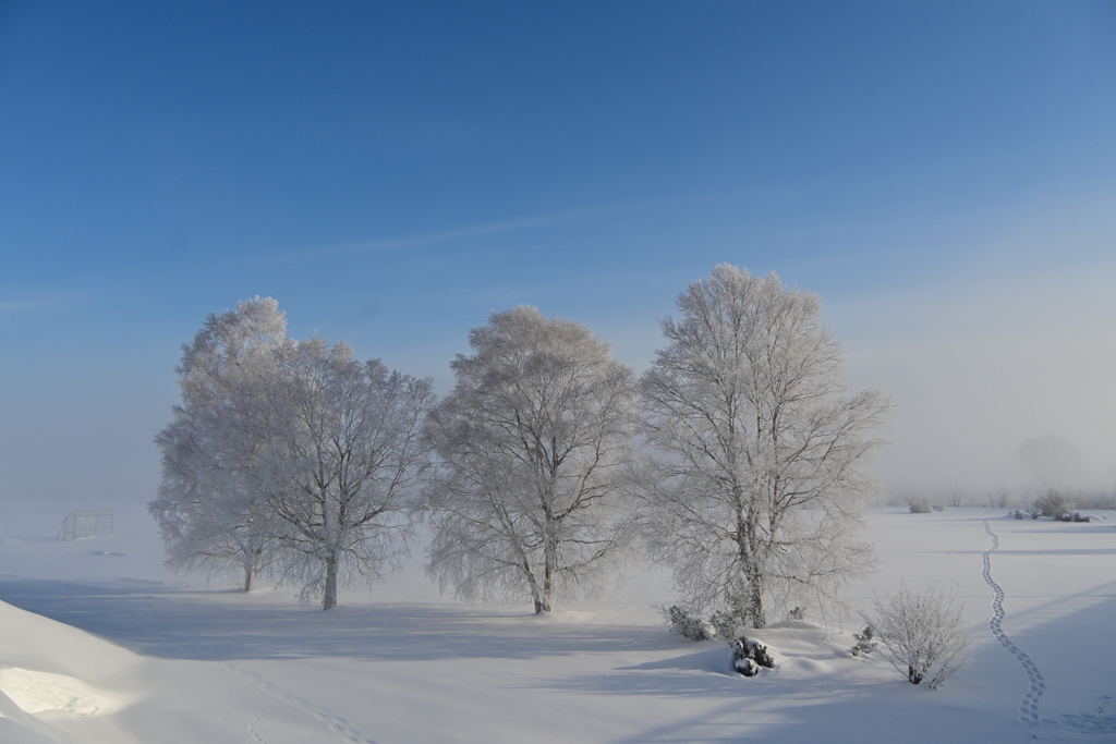 「厳冬の河川敷」