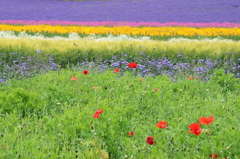 「花園」