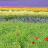 「花園」
