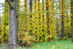 「ツルアジサイ」