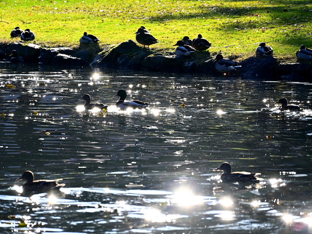 「鴨の居る光景」