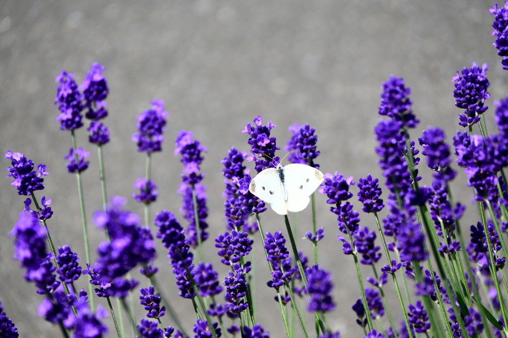 「大寒に寄せて」