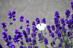 「大寒に寄せて」