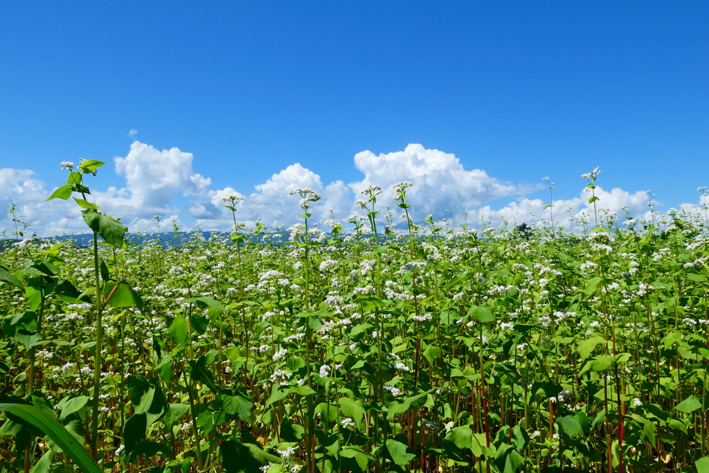 「蕎麦の花と夏雲」