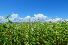 「蕎麦の花と夏雲」