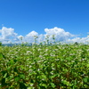 「蕎麦の花と夏雲」