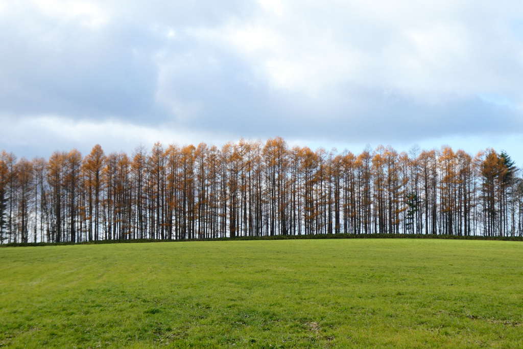 「牧草とカラマツ」